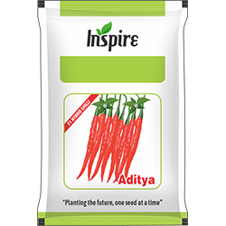 Chilli Seeds – Aditya* | Inspire Crop Sciences Private Limited